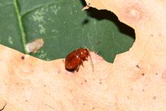 Neocrepidodera transversa