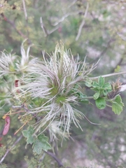 Clematis drummondii