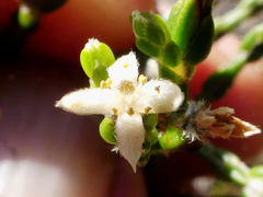 Lachnaea penicillata