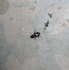 Eriopis connexa