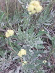 Parthenium argentatum