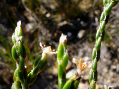 Lachnaea penicillata