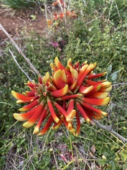 Erythrina acanthocarpa