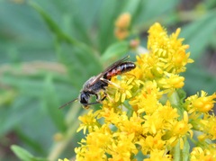 Sphecodogastra