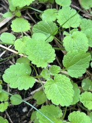 Lamiaceae