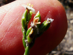 Lachnaea penicillata