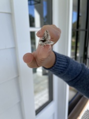 Tolype velleda