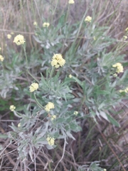 Parthenium argentatum