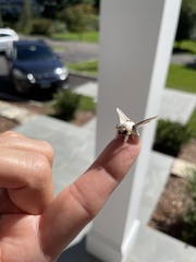 Tolype velleda