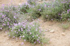 Jamesbrittenia microphylla