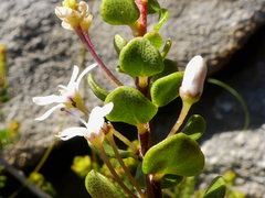 Agathosma ovata