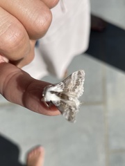 Tolype velleda