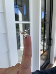 Tolype velleda