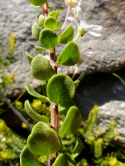 Agathosma ovata