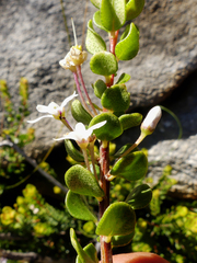 Agathosma ovata