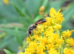Sphecodogastra