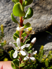 Agathosma ovata