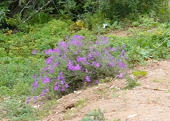 Jamesbrittenia microphylla