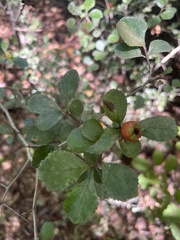 Crataegus spathulata