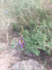 Dalea bicolor