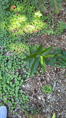Amsonia tabernaemontana