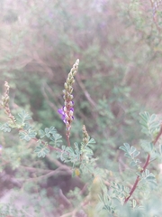 Dalea bicolor