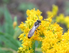 Sphecodogastra