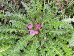 Cirsium souliei