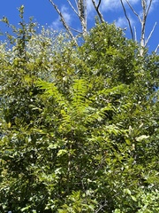 Ailanthus