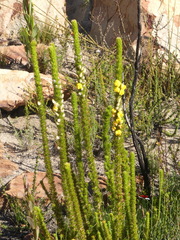 Aspalathus verbasciformis