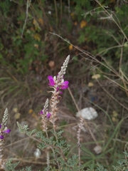 Dalea bicolor