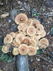 Desarmillaria tabescens