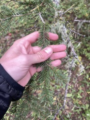 Chrysomyxa arctostaphyli