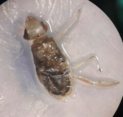 Corixidae