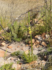 Aspalathus verbasciformis