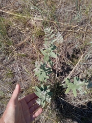 Lithospermum occidentale