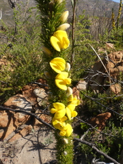 Aspalathus verbasciformis