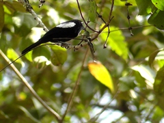 Loriotus luctuosus