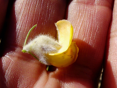 Aspalathus verbasciformis