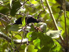 Loriotus luctuosus
