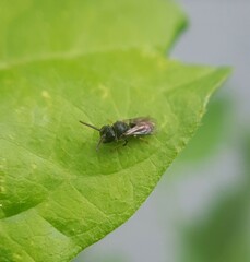 Hylaeus punctatus