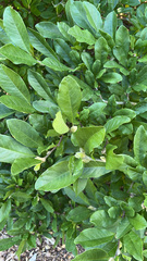 Gardenia jasminoides