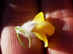 Aspalathus verbasciformis