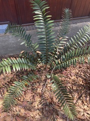 Encephalartos