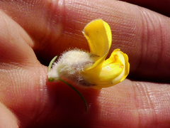 Aspalathus verbasciformis