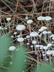 Collybia