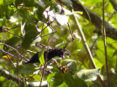 Loriotus luctuosus