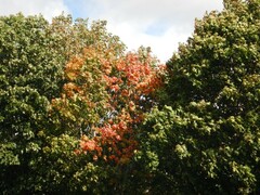 Acer platanoides