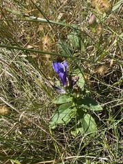Gentiana puberulenta