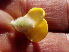 Aspalathus verbasciformis